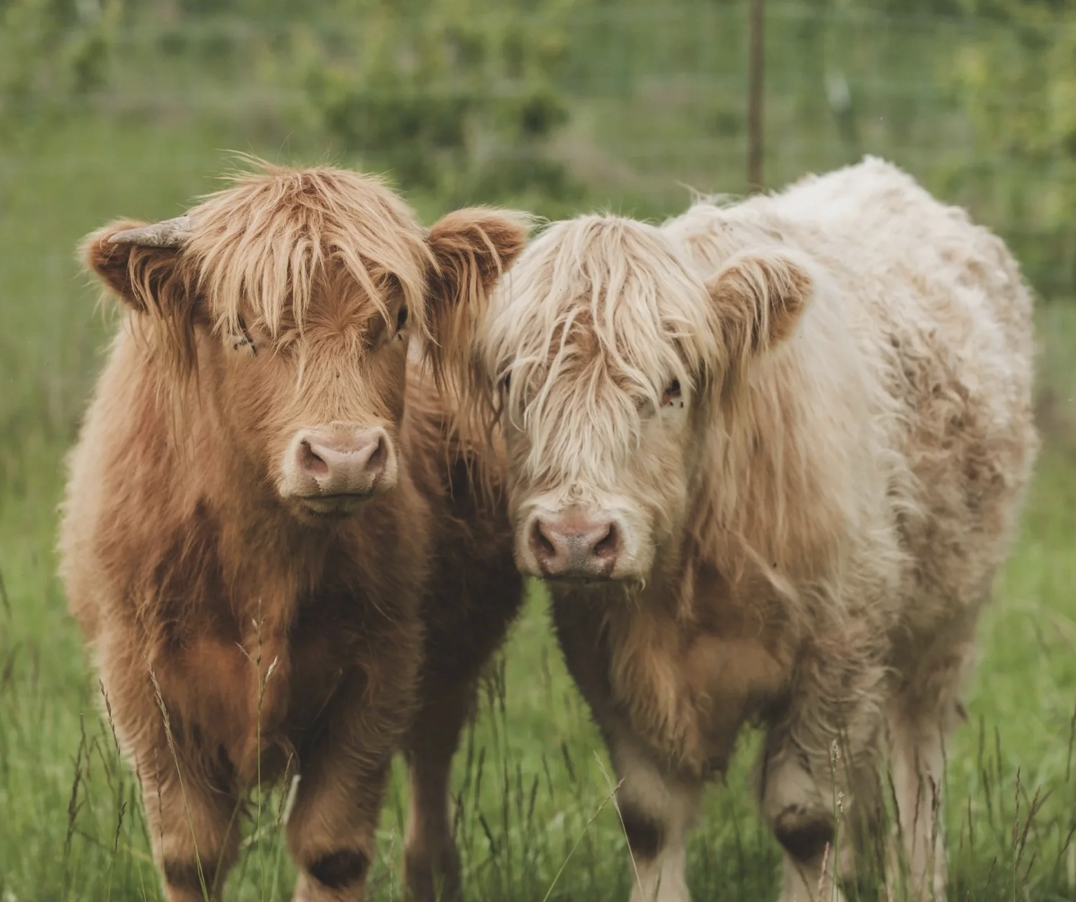 Screenshot 2026-03-03 at 3.21.42 PM.png