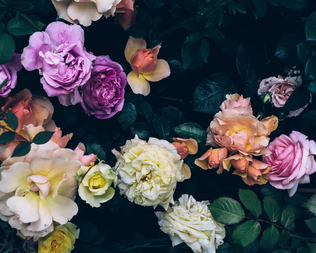 Image Olaiya Land.jpg