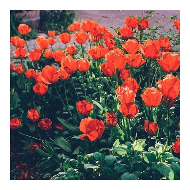 If you&rsquo;ve been following my stories, you know I&rsquo;ve been up and down on the emotional rollercoaster that is #quarantinelife. The past 2 weeks have been mysteriously hard. I&rsquo;ve barely been able to concentrate or work or do much of anything really.⁠⠀
⁠⠀
When I don&rsquo;t know what to do with myself, I garden ✨🌿✨⁠⠀
⁠⠀
Which has been one of the few things to cut through the cloud of anxiety following me around lately. And which is why I wrote a piece for the journal on how creating--gardening, baking, painting, throwing pottery--is the antidote to feeling adrift. (Click the link in our bio to read more and start feeling better👆🏽)⁠⠀
⁠⠀
And good news: you don&rsquo;t need have to a big yard or a pottery studio or fancy equipment to start creating. Anyone can grow herbs on a windowsill. The most novice baker can learn to make great bread.⁠⠀
⁠⠀
So this week&rsquo;s challenge is to create something that makes you feel good and share it with the community. Use the tag #lionessecreates and we&rsquo;ll feature your creations in our stories!⁠⠀
⁠⠀
Happy Sunday and XO! 💋⁠⠀
⁠⠀
.⁠⠀
.⁠⠀
.⁠⠀
.⁠⠀
.⁠⠀
.⁠⠀
#lionessecreates #wearelionesse #livefierce #sisterhood #sisterhood #selflove #selfcare #momentscollected #allwhatsbeautiful #lifewellcaptured #verilymoment #creativelife #creativityfound #calledtobecreative #createeveryday #livecreatively #blooooms #dsfloral #bhgflowers #rsblooms #underthefloralspell #sweetdreamsdlf #growsomethinggreen #urbangardener #urbangardening #growsomethinggreen #backyardgarden