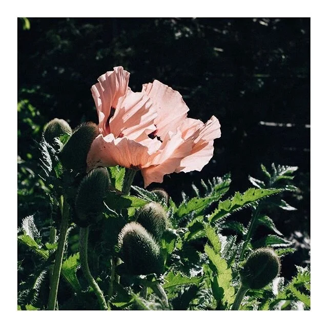 New on the Journal: Lionesse Loves: Anti-Racism Edition (Click the link in our bio and support black creatives and businesses👆🏽🙌🏽)⁠⠀
⁠⠀
This week, in solidarity with the Black Lives Matter movement, we&rsquo;re shining a light on some of our favorite black cooks, designers, creators, authors and black-owned businesses.⁠⠀
⁠⠀
The past week has been one of the hardest in recent memory. We&rsquo;ve all seen so much suffering, violence and strife. And we&rsquo;ve all become more aware of the role we play in the current status quo and the work we have ahead of us to rectify it. It&rsquo;s a lot to process. ⁠⠀
⁠⠀
Many of you have been mailing and DMing me with feelings of hopelessness or uncertainty about what to say or do. Which is why I want to remind you that your voice counts. Your actions count. Your dollars count. Your impact might feel small in comparison to the problem before us. ⁠⠀
⁠⠀
But change is the drop that overflows the bucket✨💧✨⁠⠀
⁠⠀
So keep taking action&mdash;large and small&mdash;to create a more just world. Protest. Question. Speak up.⁠⠀
⁠⠀
And  weave anti-racism into your day-to-day by supporting black businesses and creatives. Click the link in our bio to discover some of our favorites👆🏽⁠⠀
⁠⠀
Sending you love and strength⁠⠀
❤️💪🏿💪🏾💪🏽💪🏼💪🏻❤️⁠⠀
⁠⠀
.⁠⠀
.⁠⠀
.⁠⠀
.⁠⠀
.⁠⠀
#wearelionesse #lionesseagainstracism #livefierce #sisterhood #selflove #blacklivesmatter #antiracism #antiracist #supportblacklives  #racialjustice #humanrights #blm #civilrights #resist