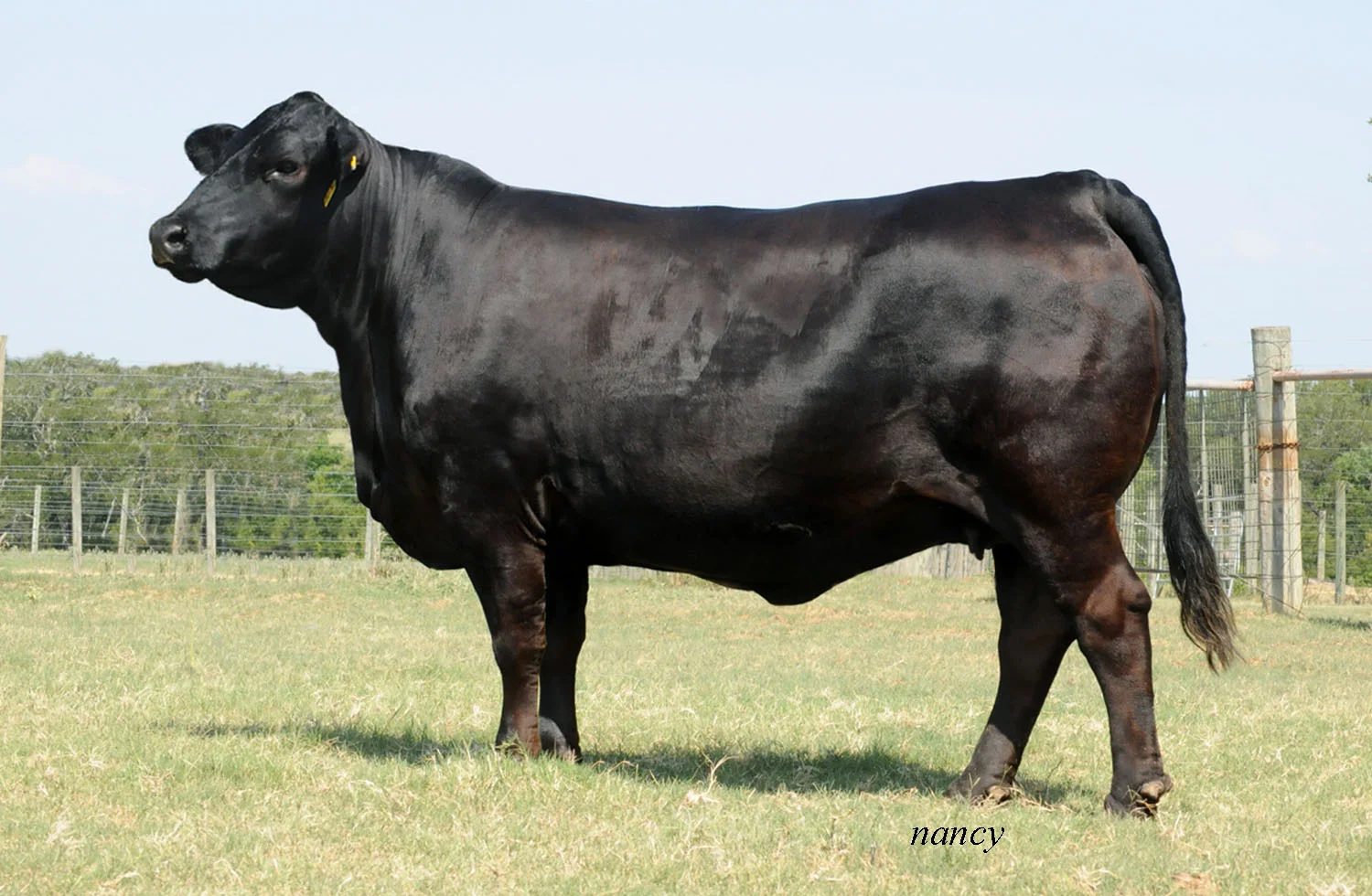 Ms Brinks Lambert 803T6