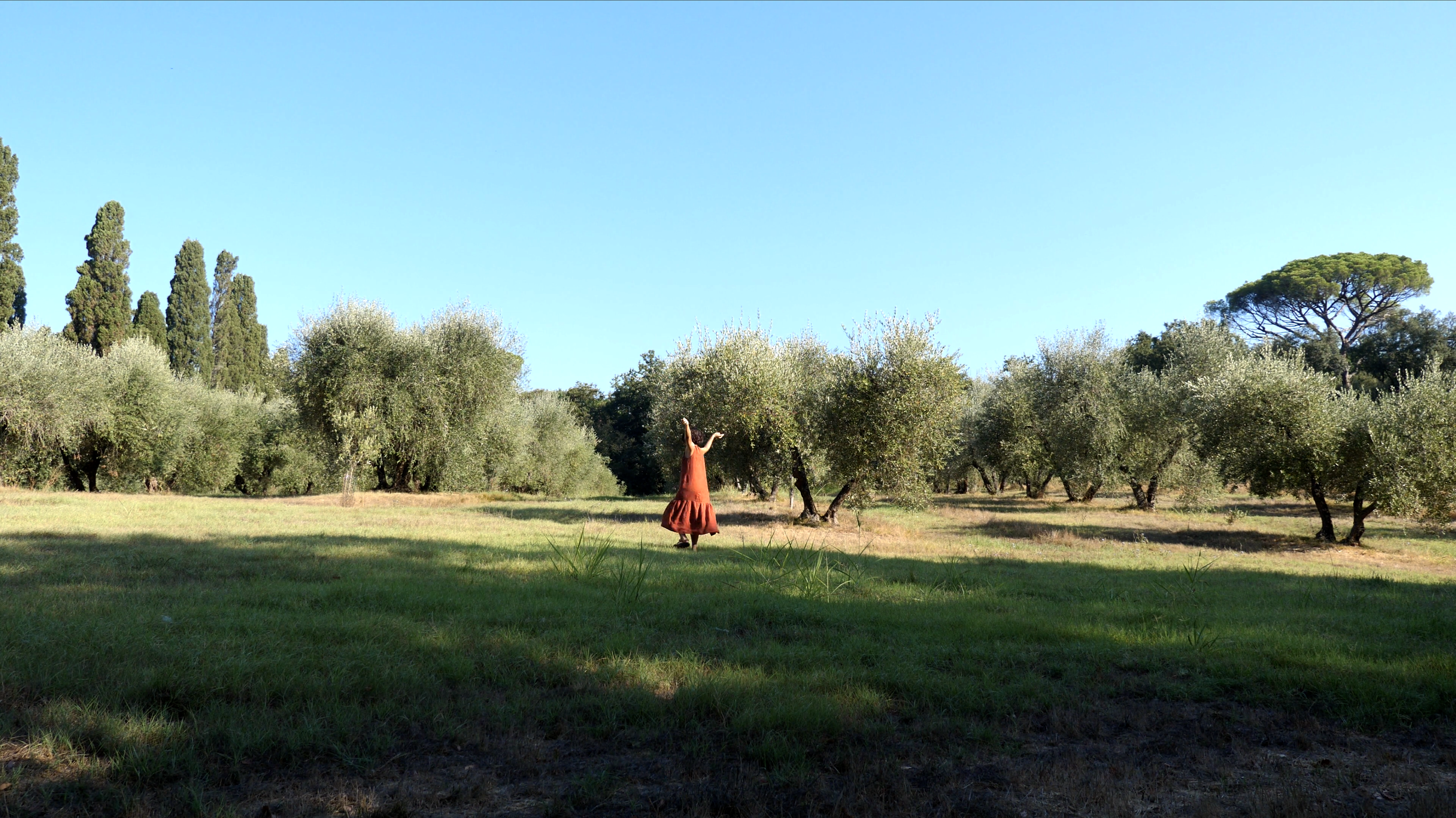 olive grove.png
