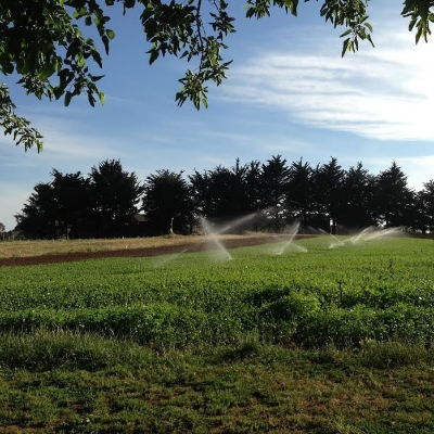 Cover Crop at UC Santa Cruz