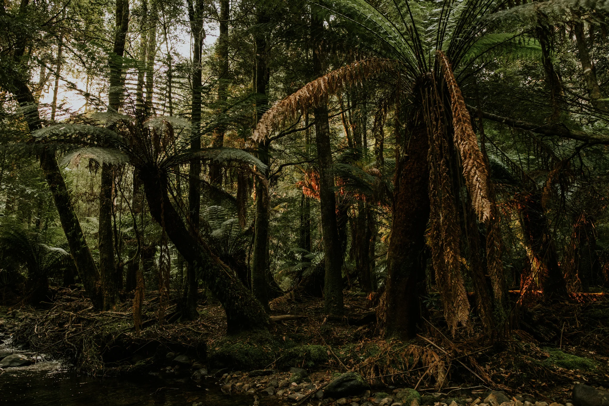Tasmania, Australia - Destination Wedding Photographer - Vow of the Wild