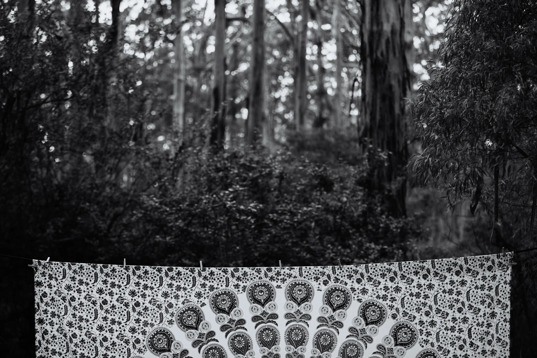 Destination Wedding Photographer - Vow of the Wild