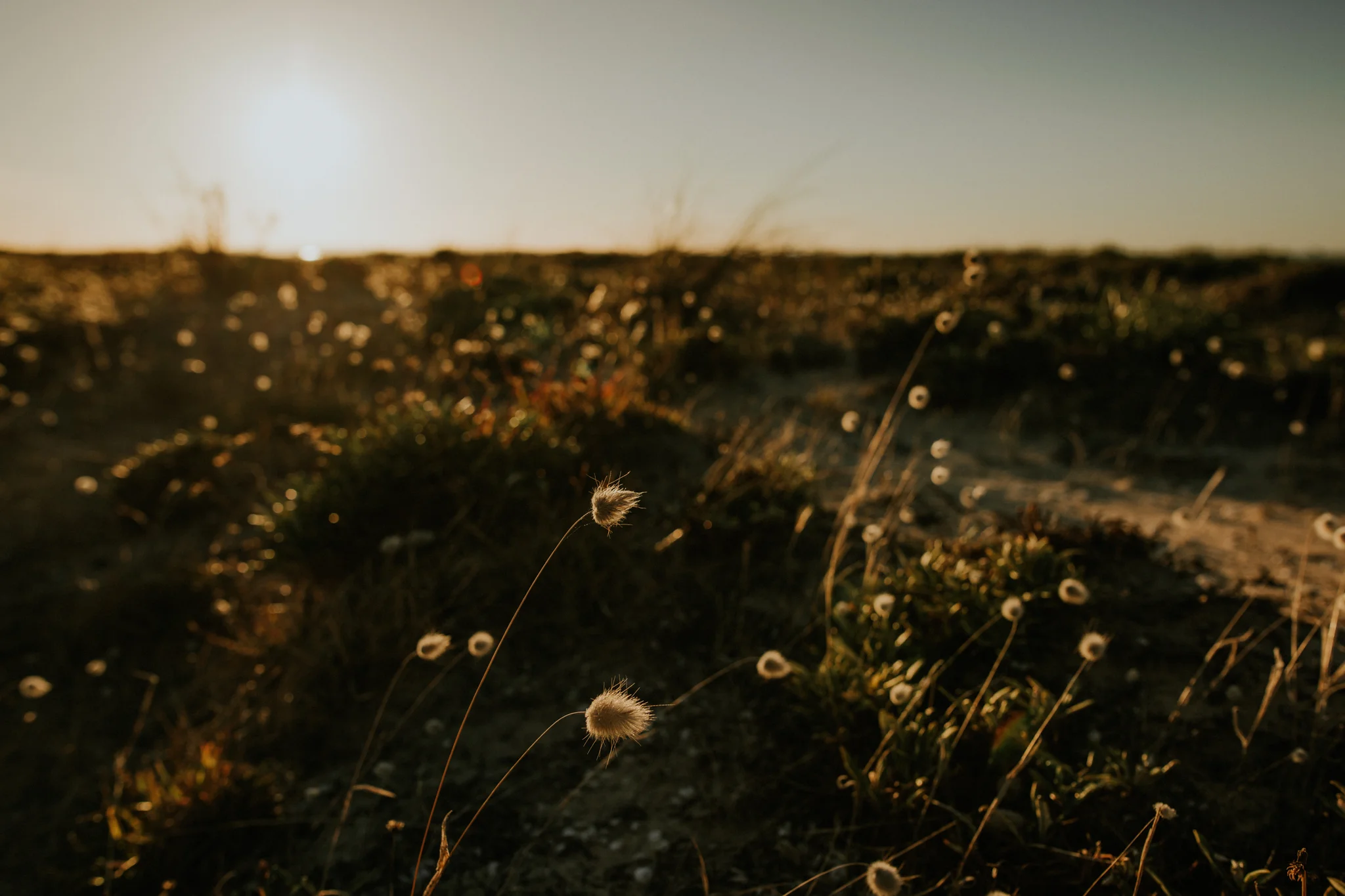 Destination Wedding Photographer - Vow of the Wild