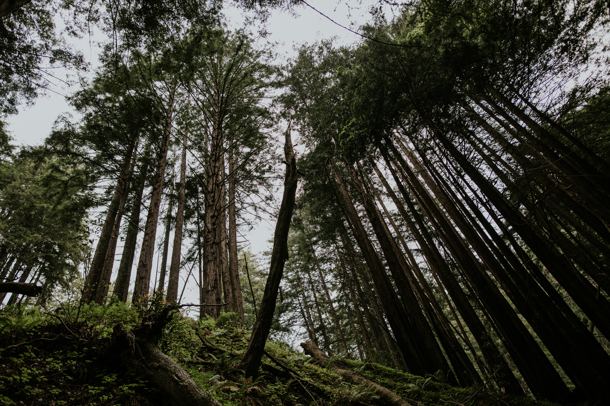 Limekiln State Park - Big Sur Elopement Photographer - Vow of the Wild