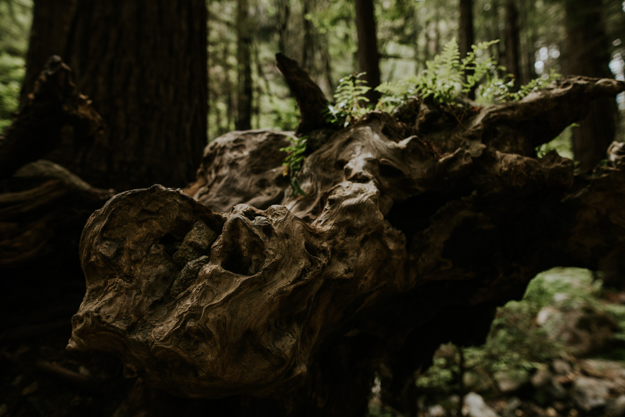 Limekiln State Park - Big Sur Elopement Photographer - Vow of the Wild