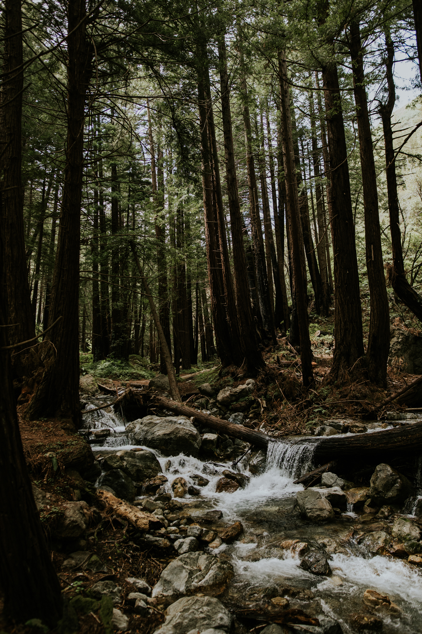 Limekiln State Park - Big Sur Elopement Photographer - Vow of the Wild