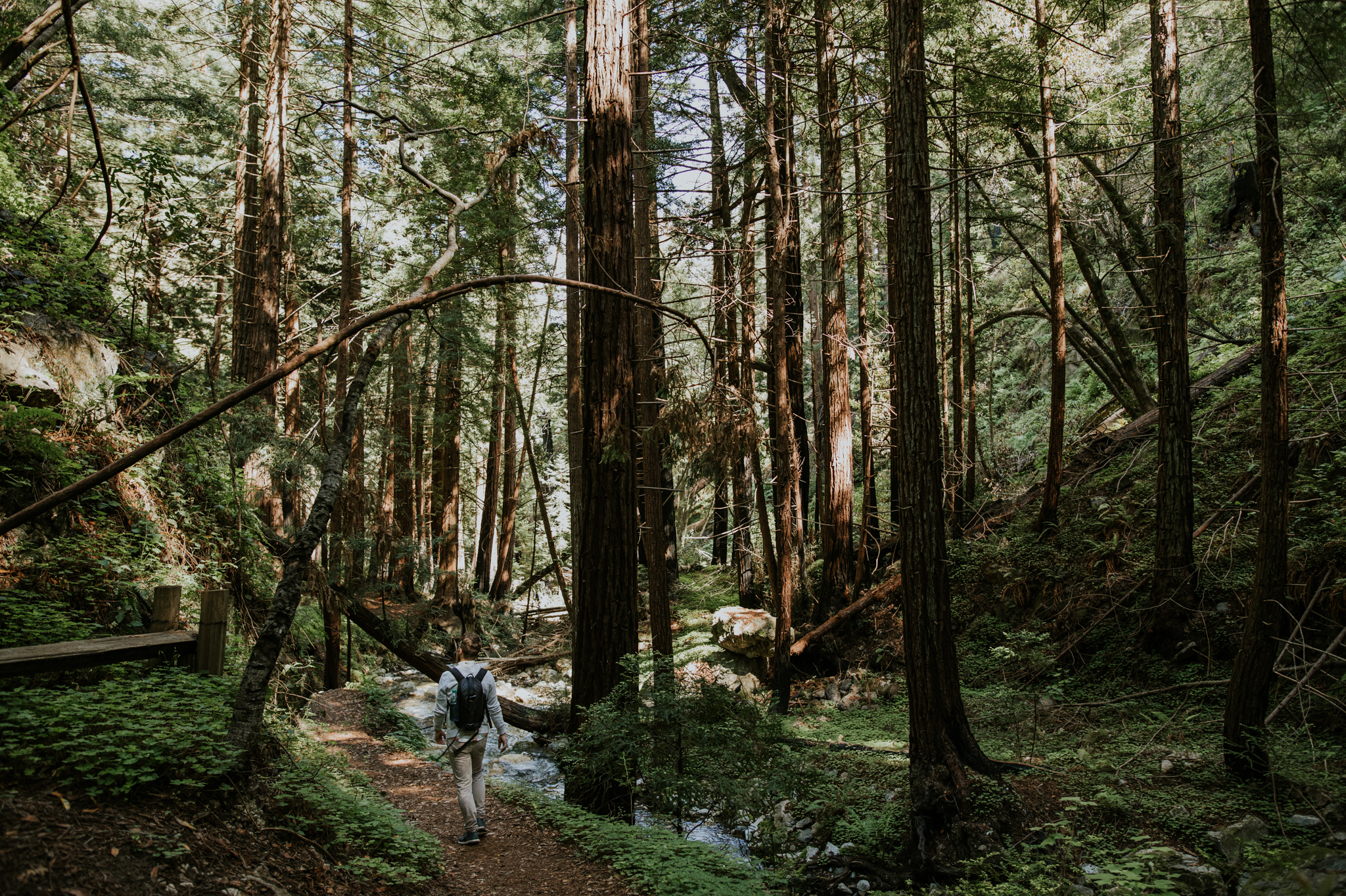Limekiln State Park - Big Sur Elopement Photographer - Vow of the Wild