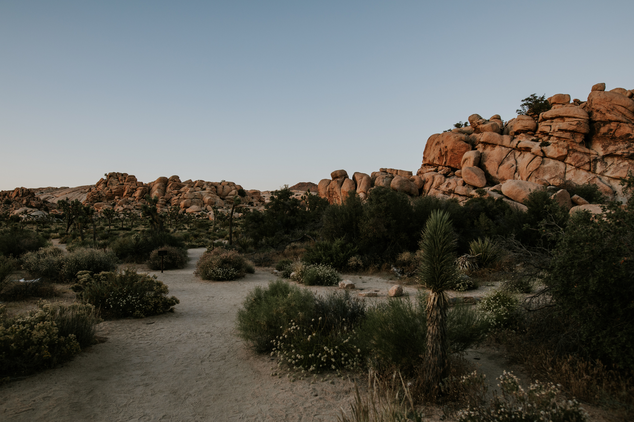 Joshua Tree Elopement Photographer - Vow of the Wild