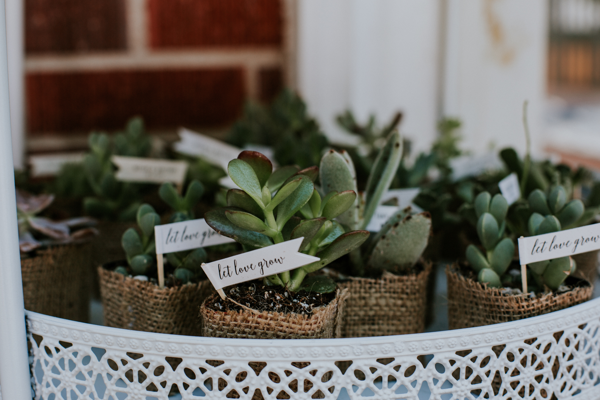 Colorado Intimate Wedding Photographer - Backyard Wedding - Vow of the Wild