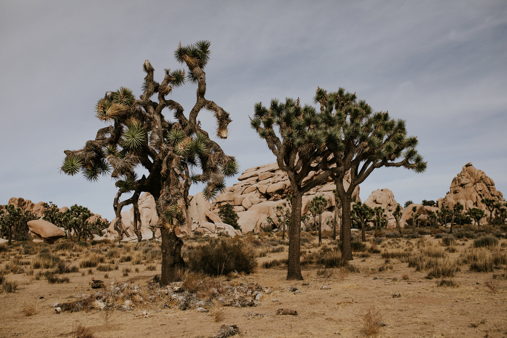 Joshua Tree Elopement Photographer - Destination Elopement Videographer - Joshua Tree Wedding - Vow of the Wild