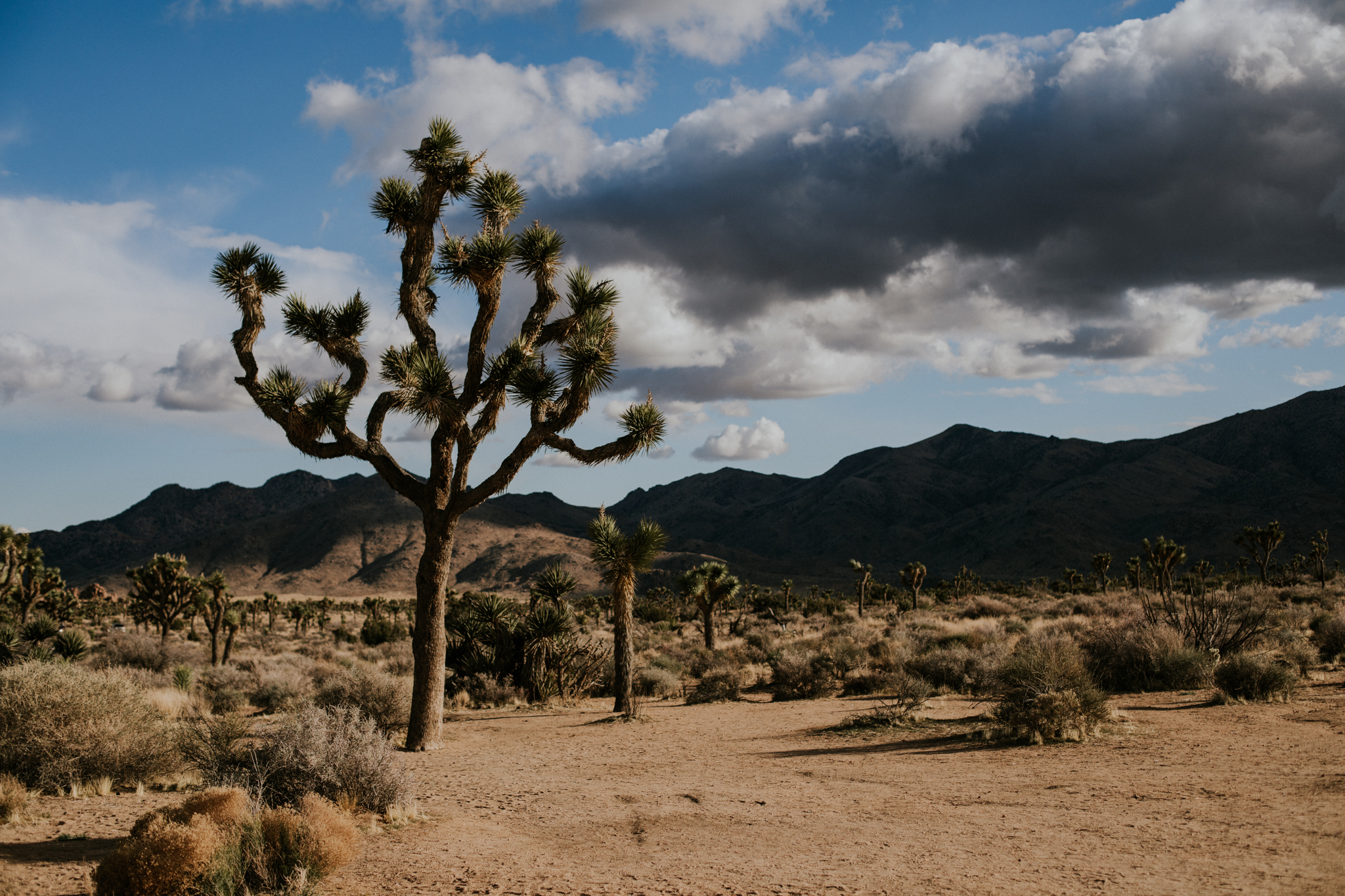 Joshua Tree National Park, California | Colorado Elopement Photographer | Vow of the Wild