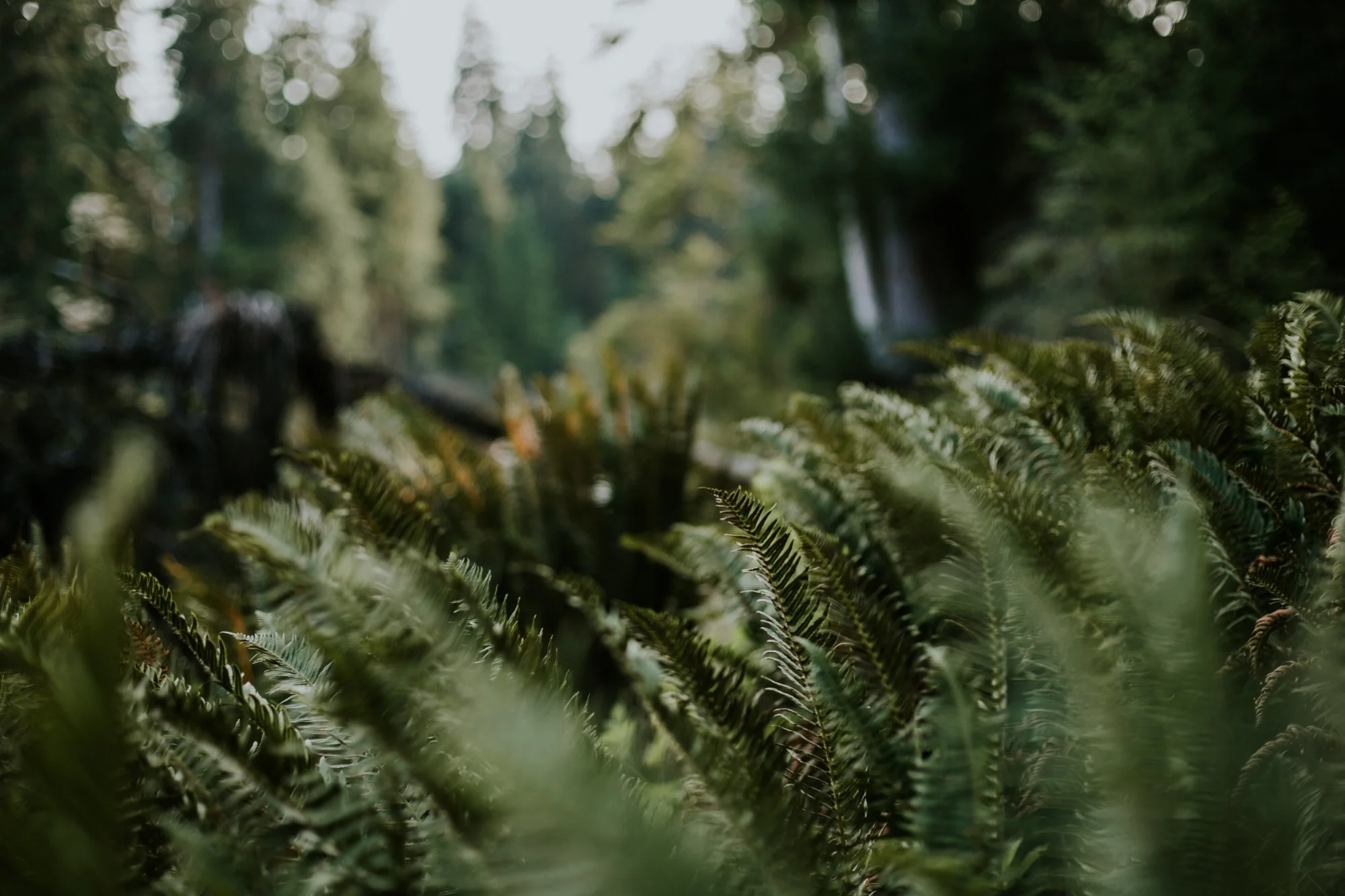 Olympic Peninsula - Washington | Destination Elopement Photographer - Vow of the Wild