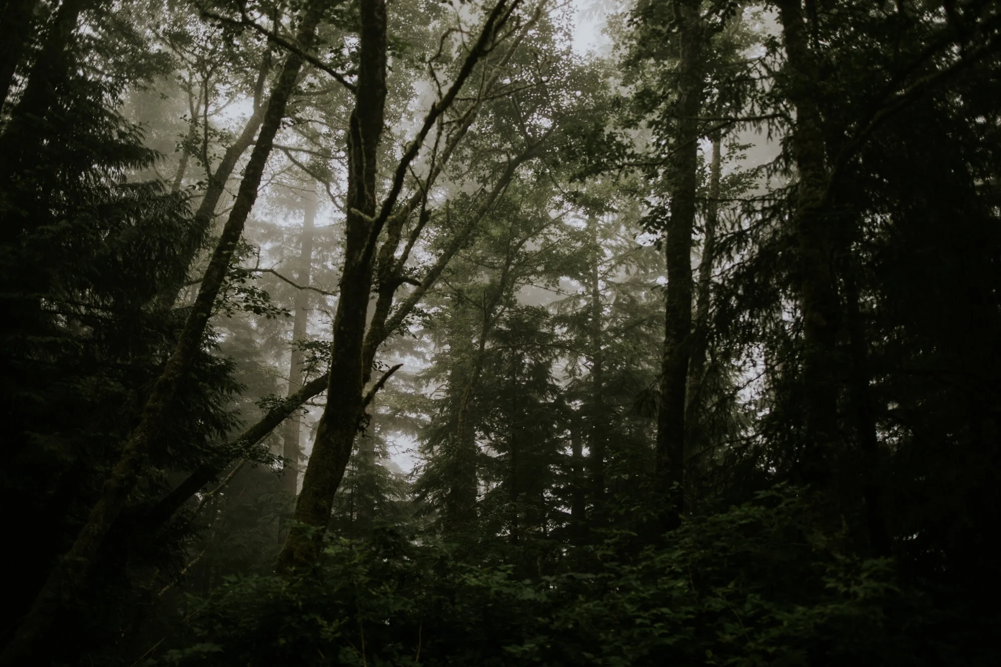 Olympic Peninsula - Washington | Destination Elopement Photographer - Vow of the Wild
