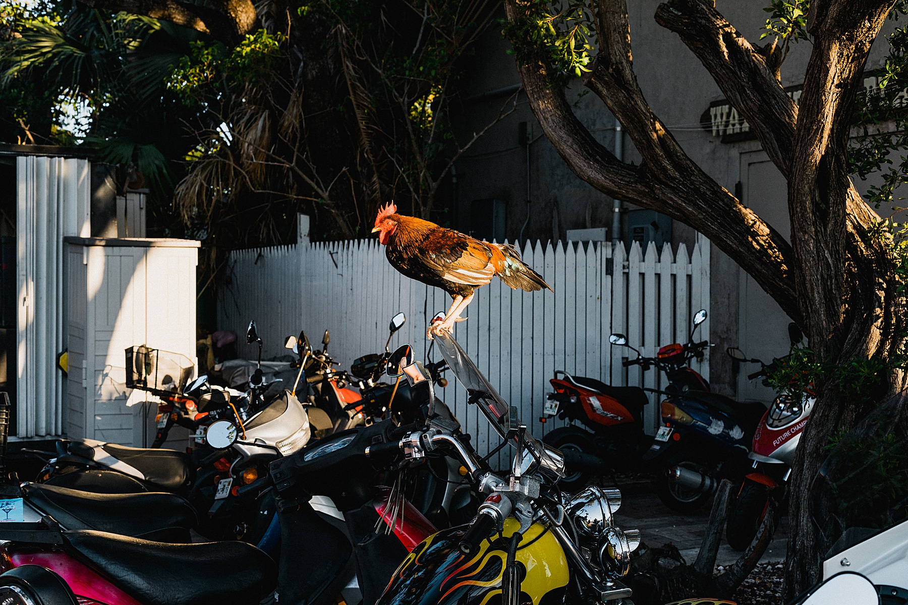 Key West Elopement Photographer