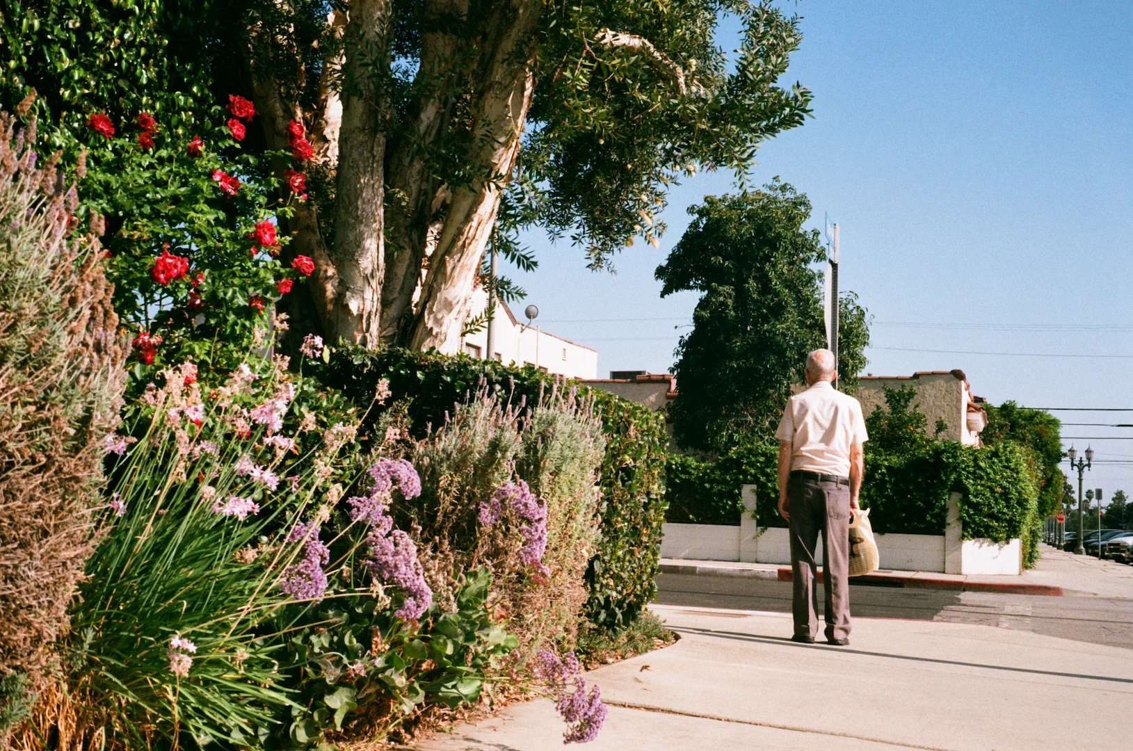 La Mirada Ave. L.A. CA. Agfa Vista 200