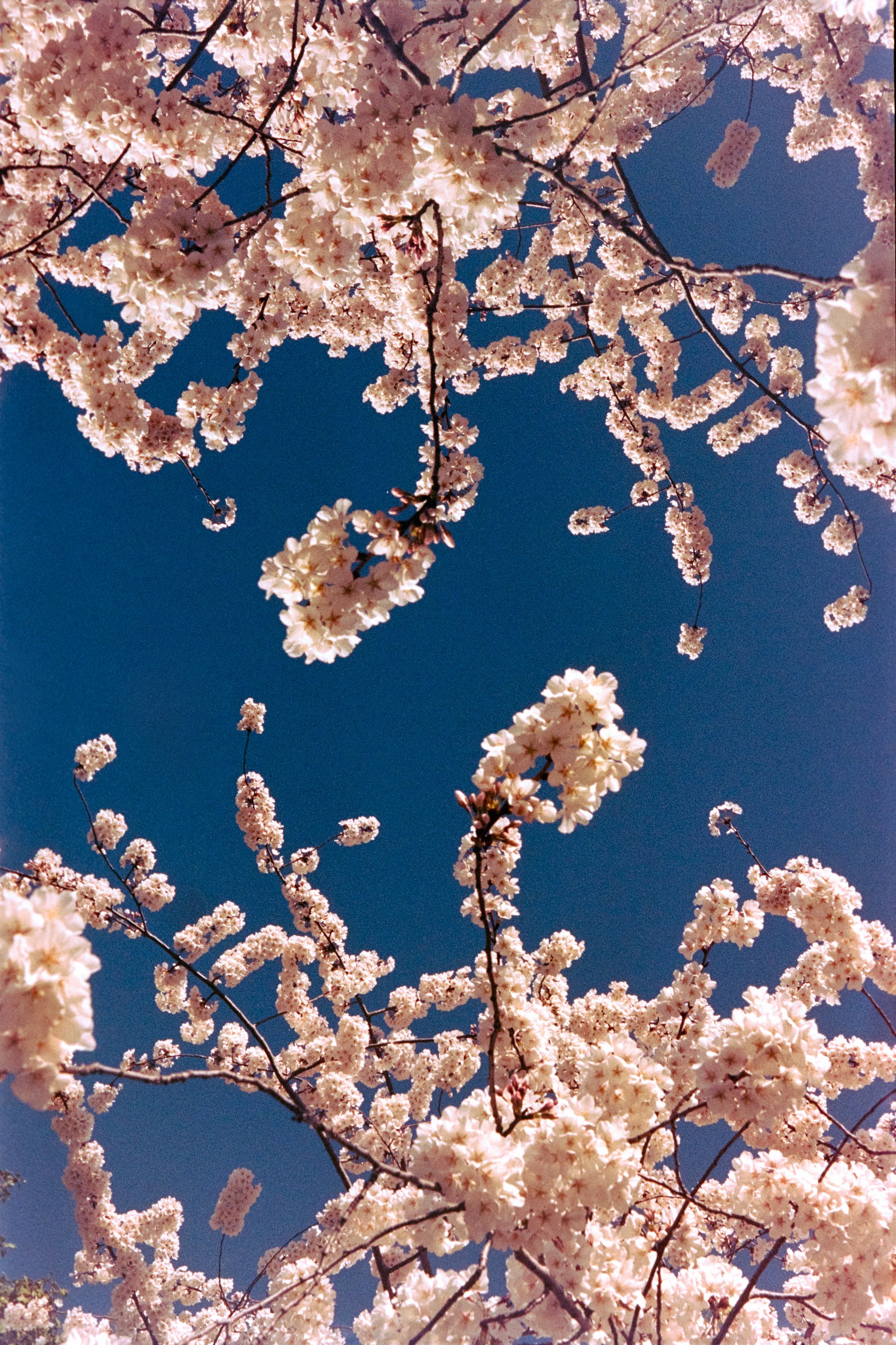 Tidal Basin Cherry Blossom Bloom Double Exposure, Kodak Portra 160