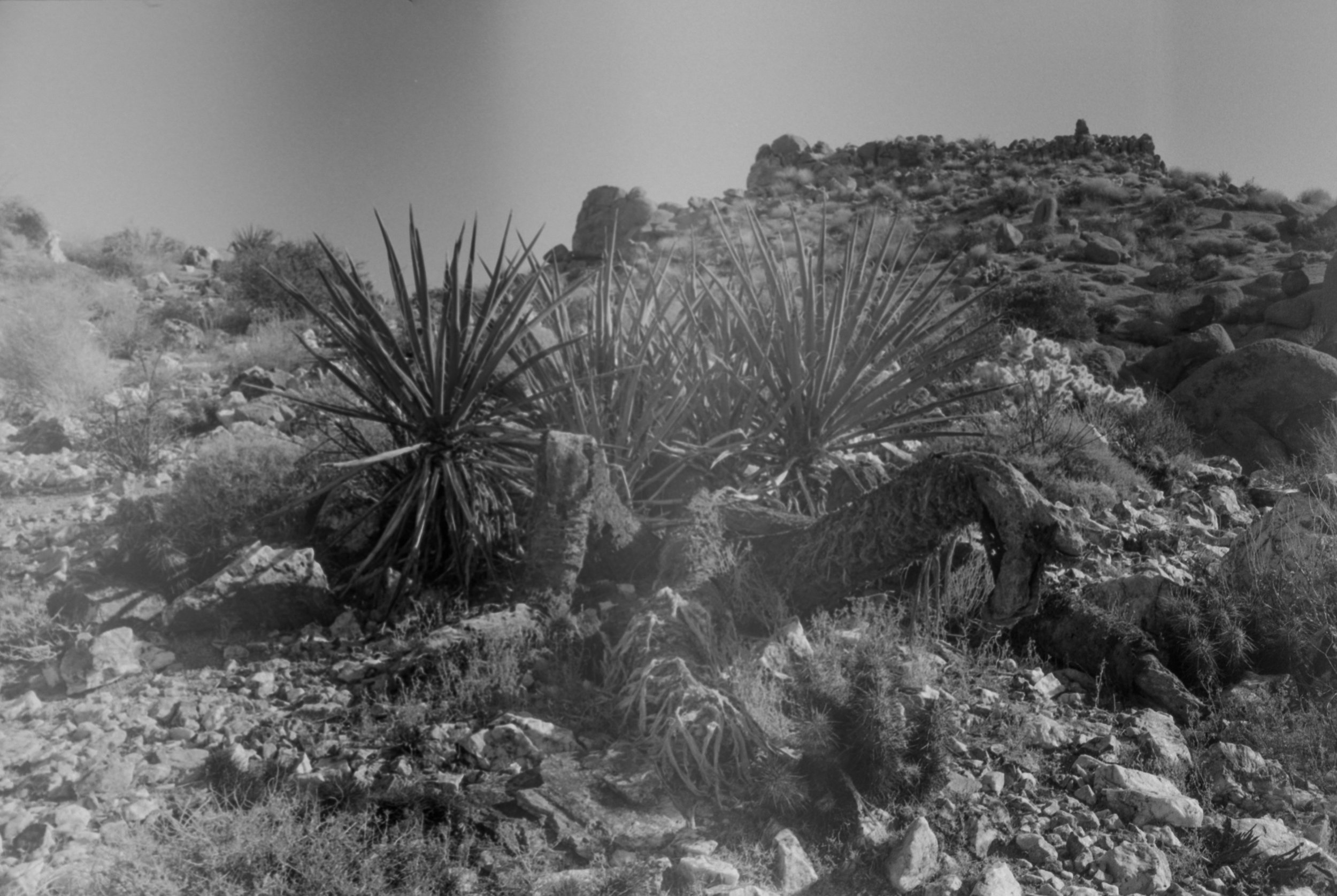 JTNP Ca. 2021, Ilford Ortho 80+