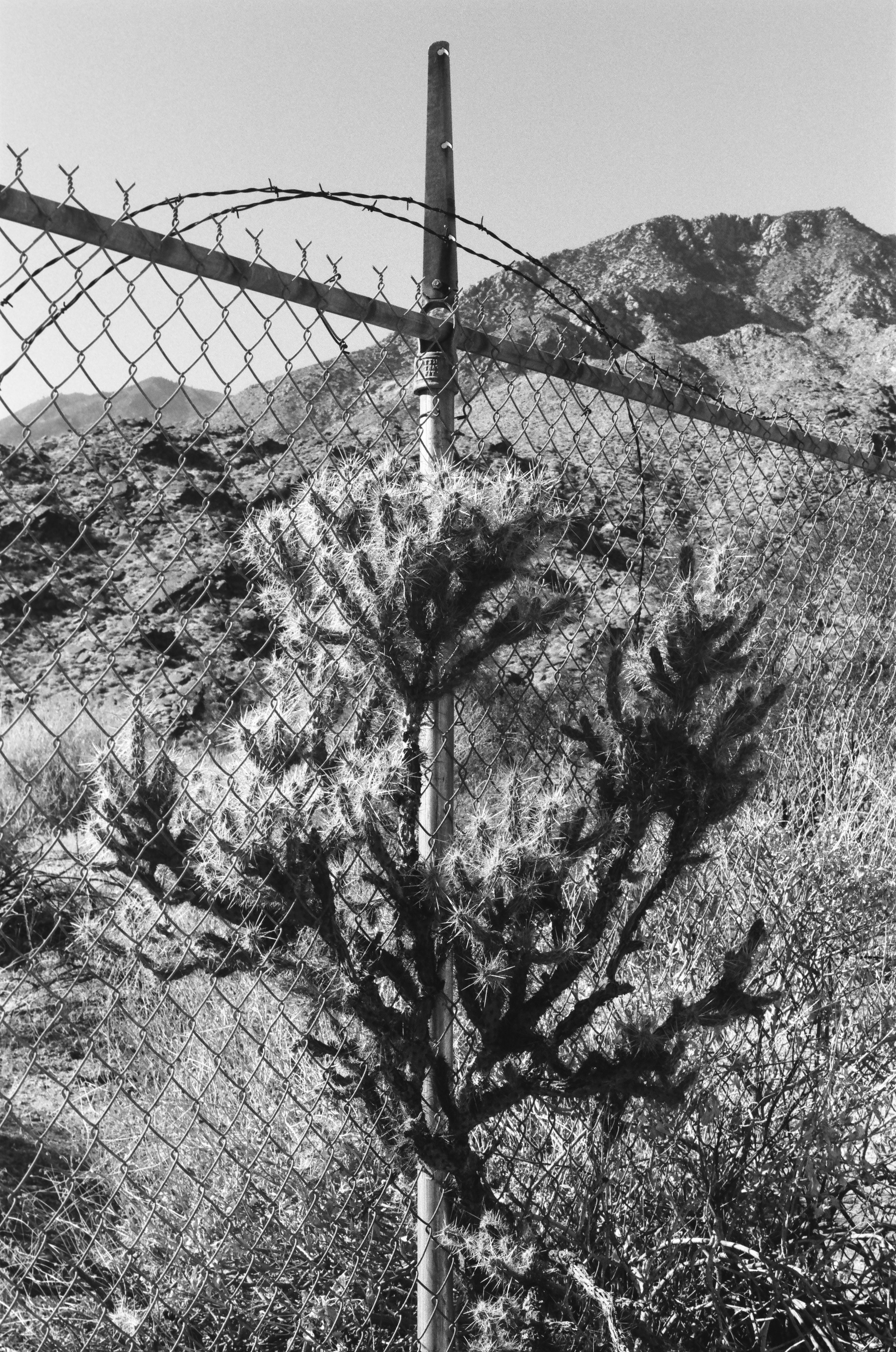 Palm Springs Ca. 2023, Ilford Delta 100