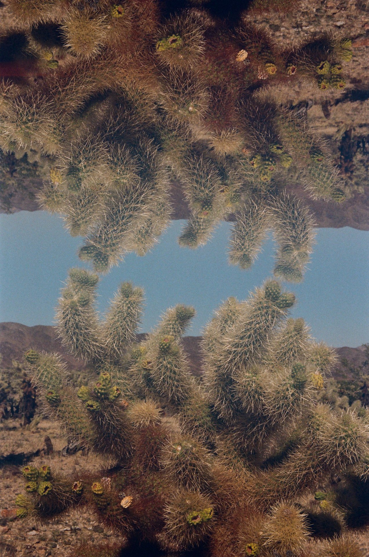 Joshua Tree National Park, Kodak Kodacolor 100