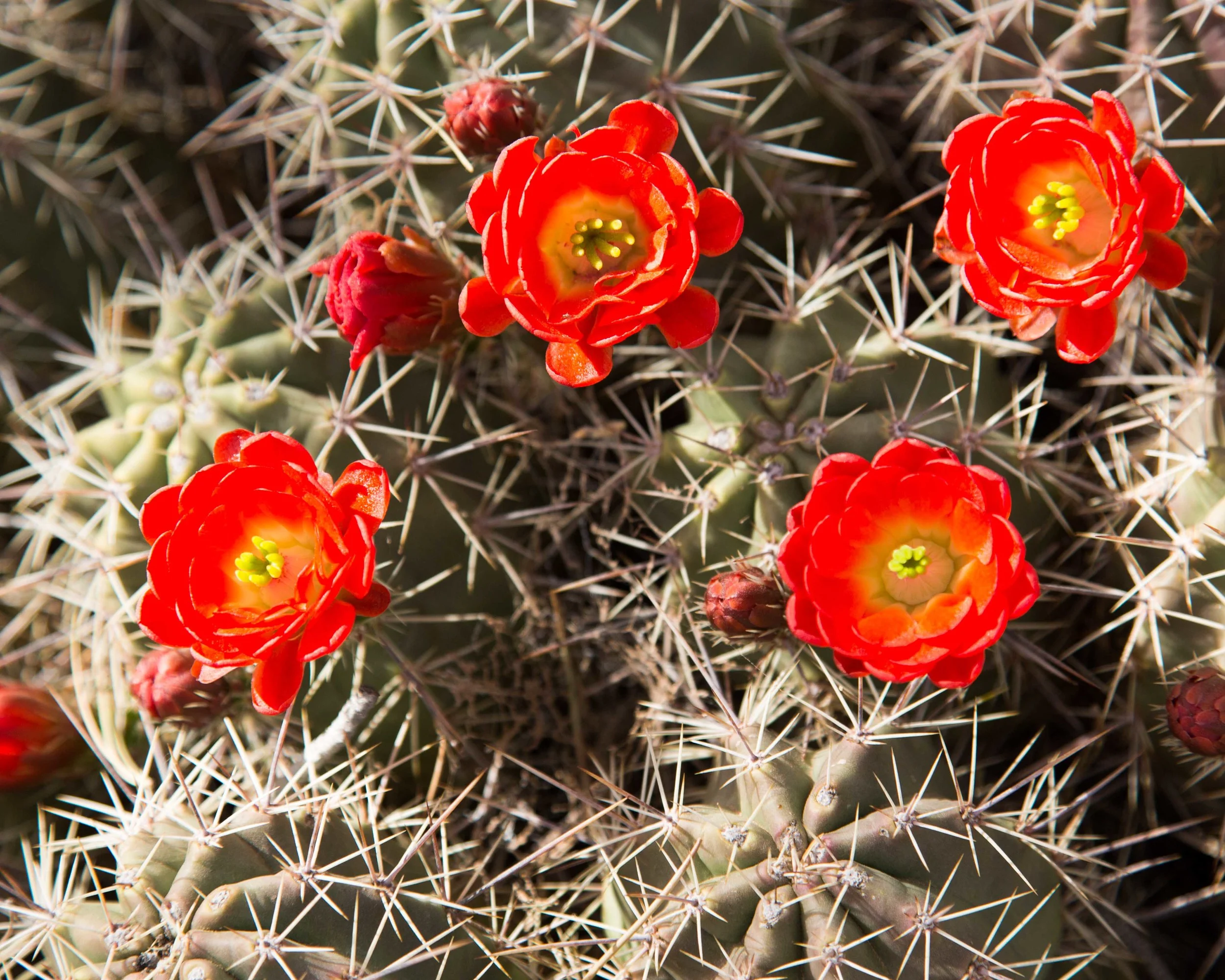 kcm-20140320-4351.jpg