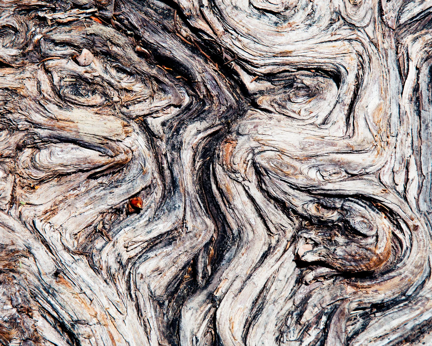 faces of nature-3.jpg
