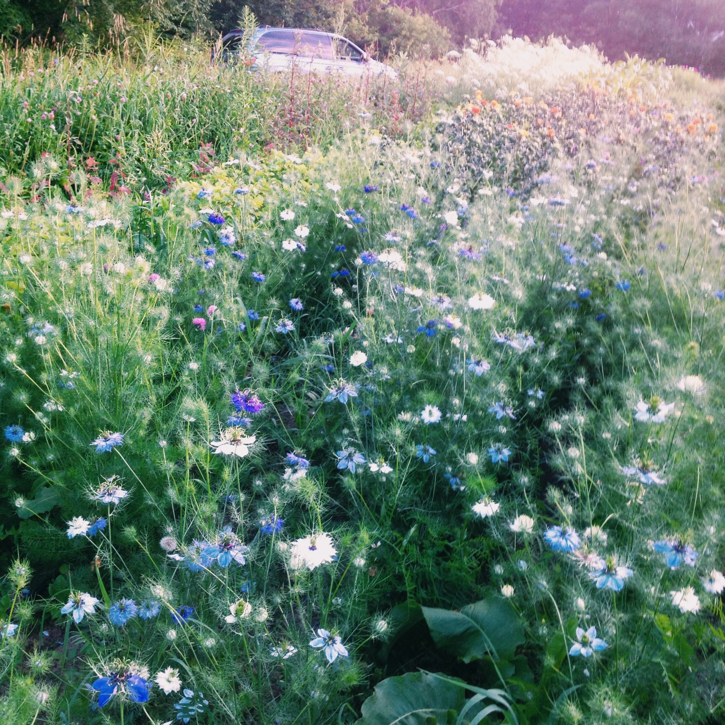 I think Nigella was the one that made me want to start growing flowers.