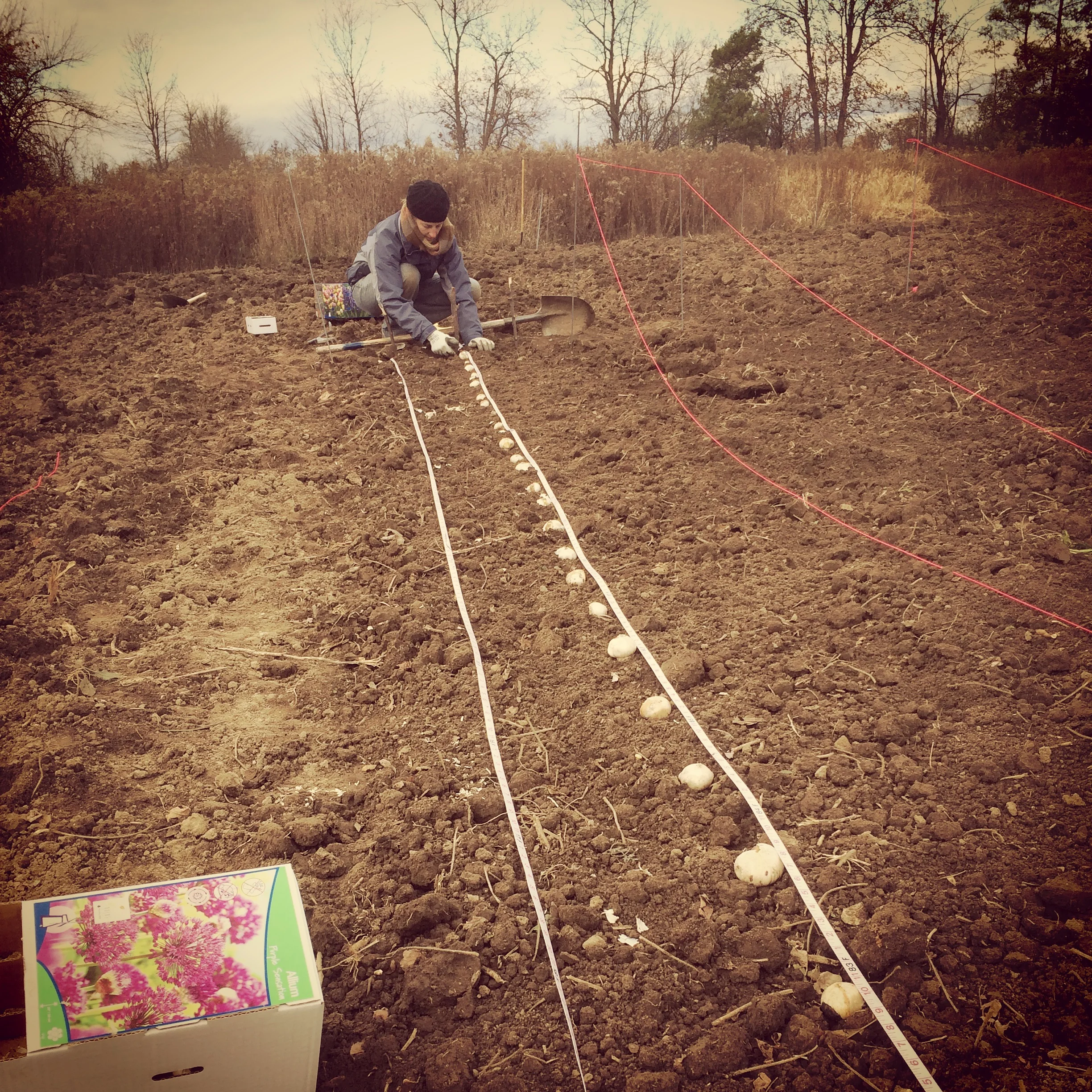 Sweet Jessica from Sweet Gale Gardens came to help plant bulbs in the fall. We already have tulips popping up!