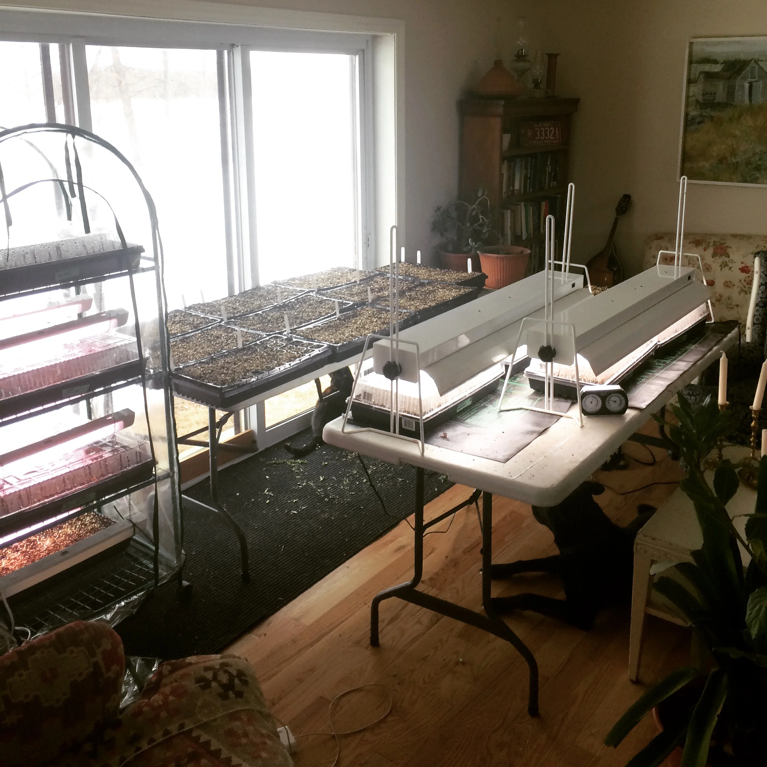 Living room grow op until the greenhouse is done!