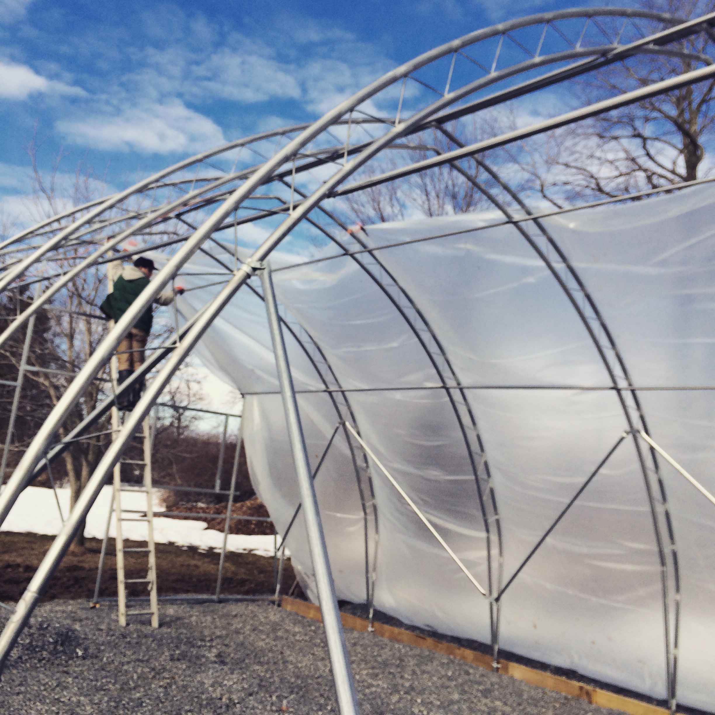  Poly goes on the greenhouse! 