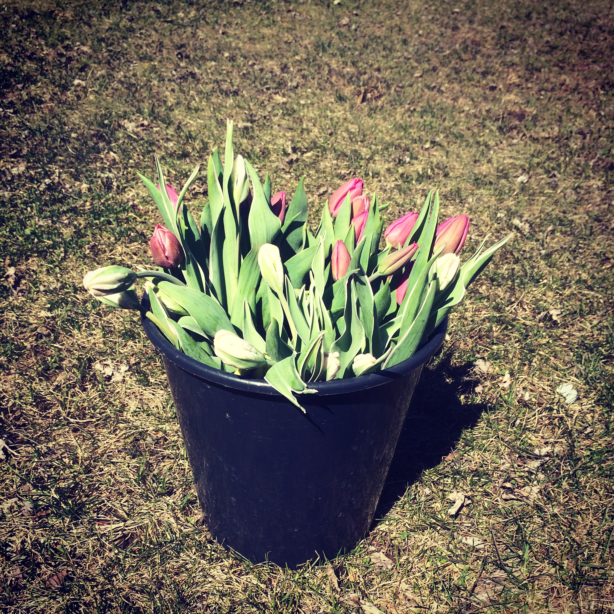  First tulips 