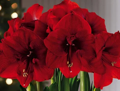 Amaryllis-red lion.jpg