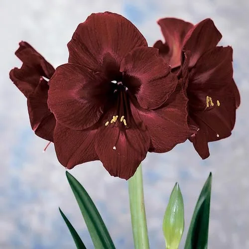 black pearl amaryllis.jpg
