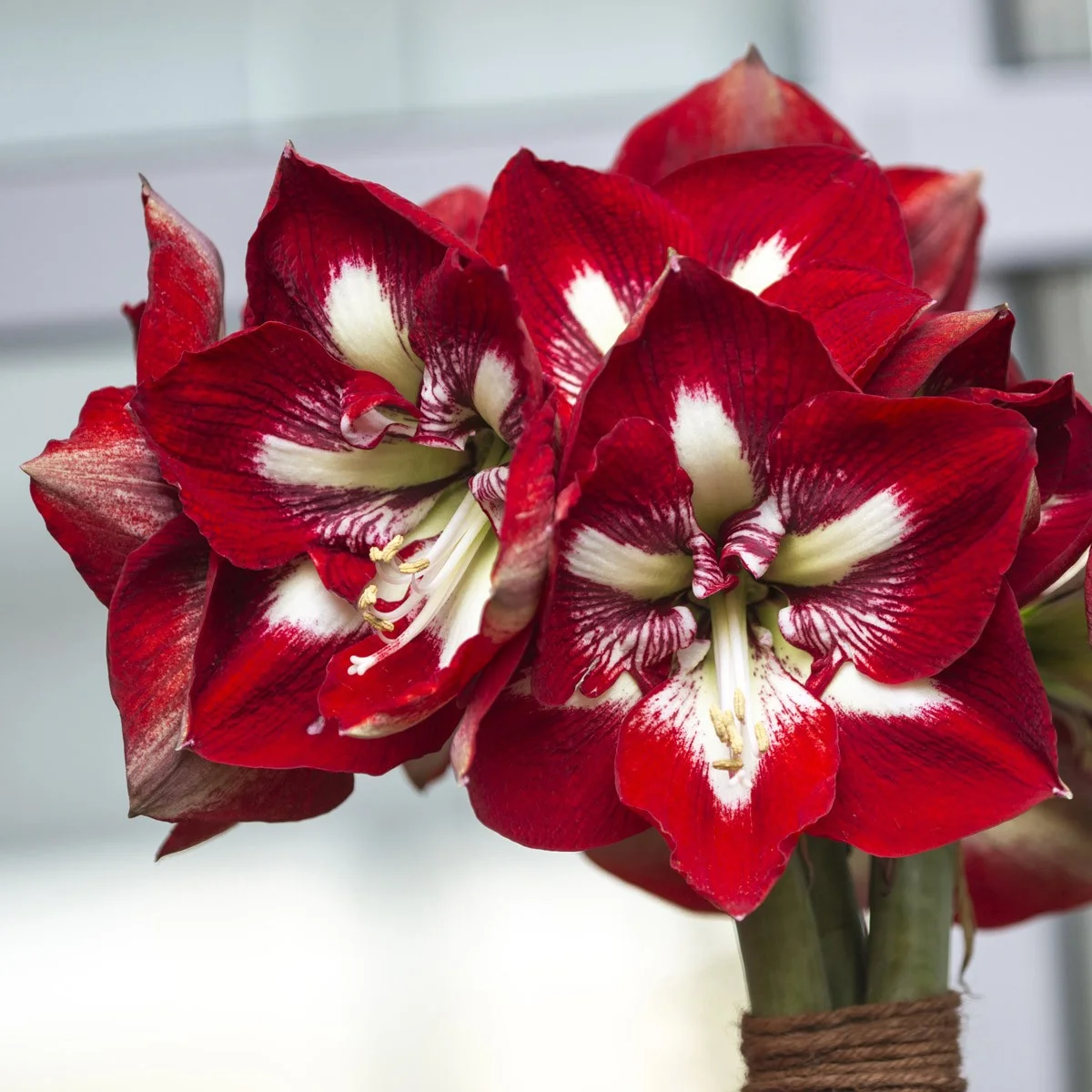 barbados_amaryllis.jpg