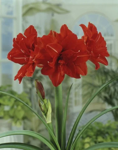 red_peacock_amaryllis_.jpg