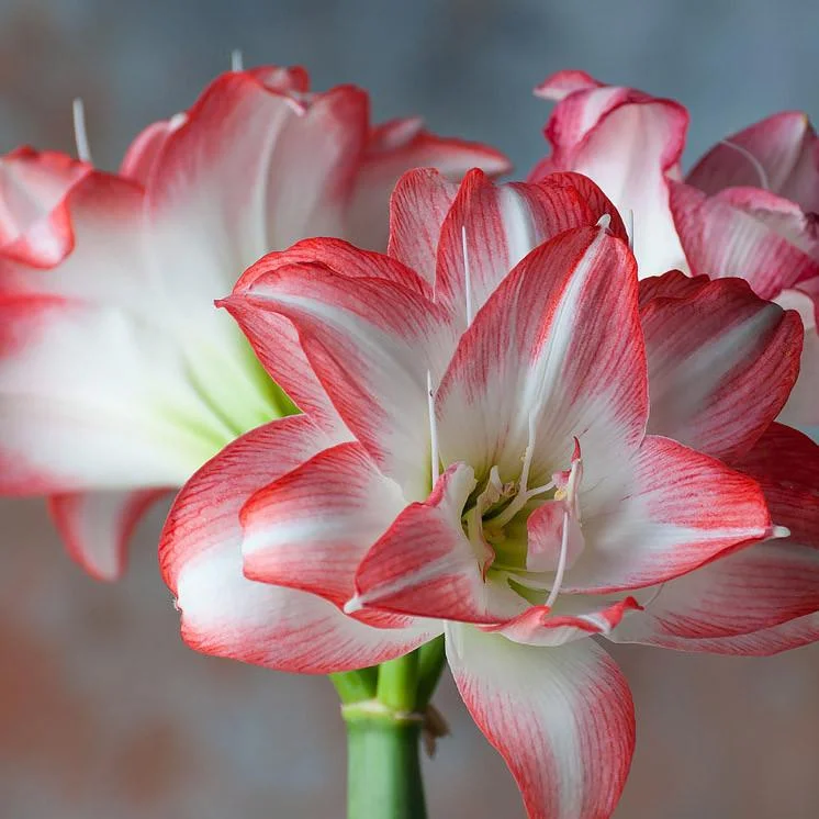 amaryllis_blossom_peacock.jpg
