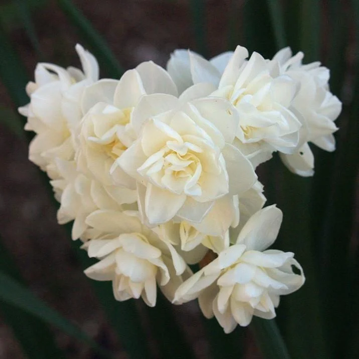 Erlicheer Paperwhite.jpg