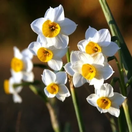 Narcissus- chinese sacred lily.jpg