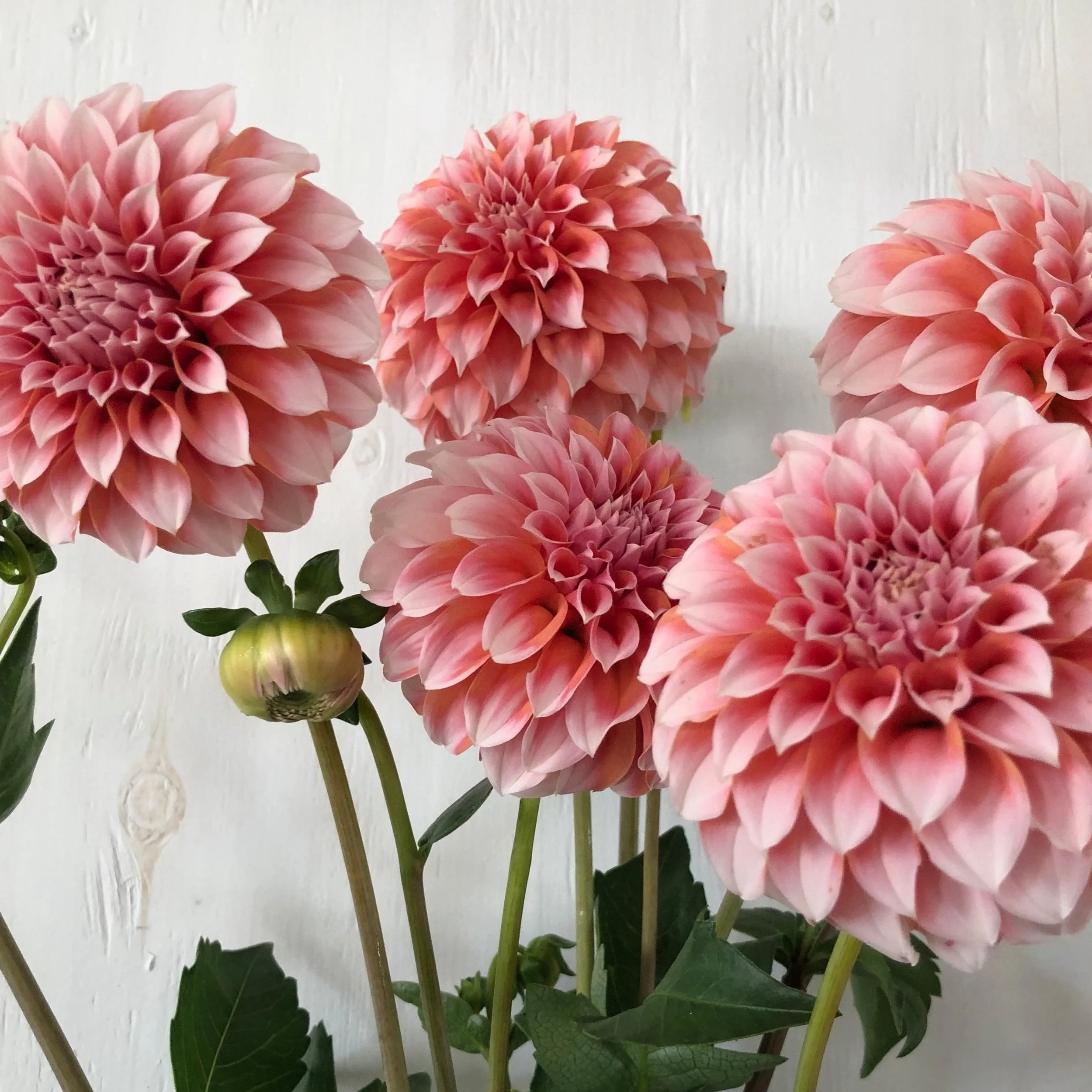 Peaches N' Cream Dahlia tuber — Floralora Flowers