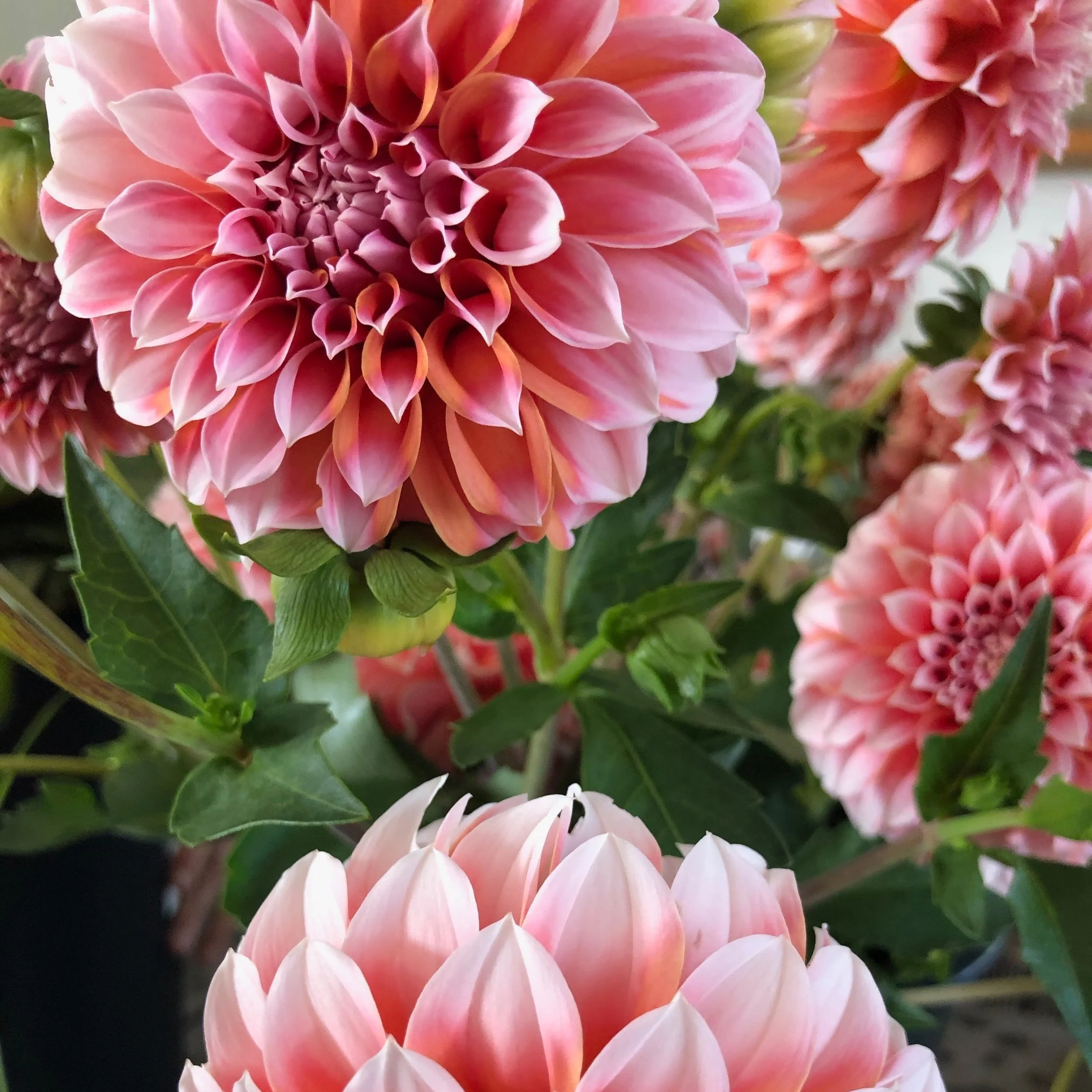 Peaches N' Cream Dahlia tuber — Floralora Flowers