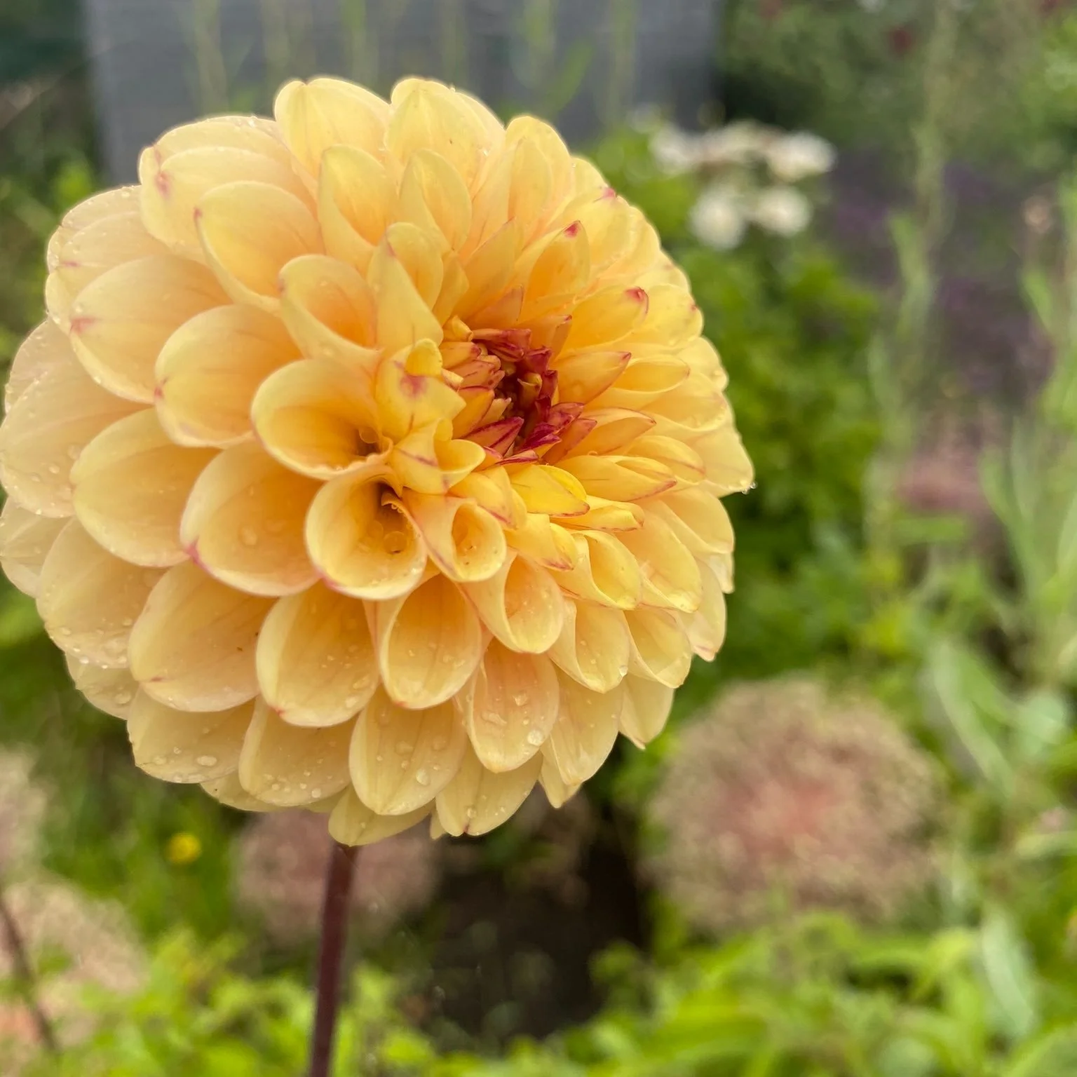 Wine Eyed Jill Yellow Dahlia Tuber — Floralora Flowers