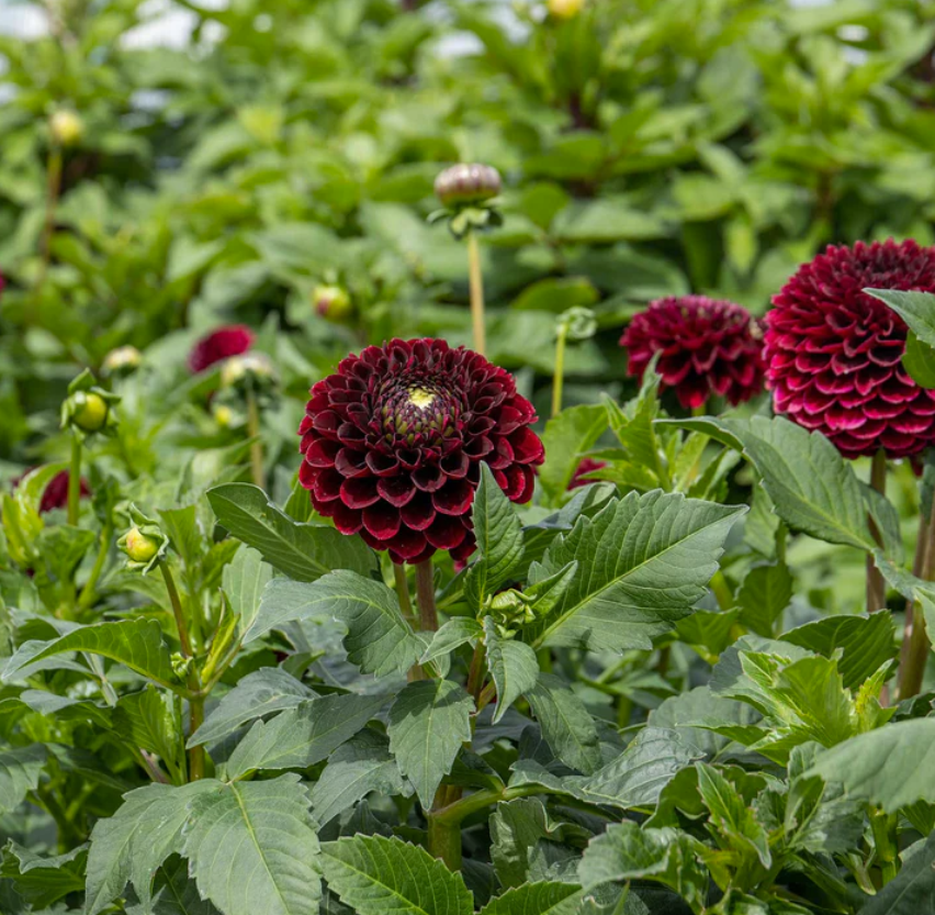 Dahlias Tubers — Floralora Flowers
