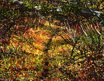 Path.jpg