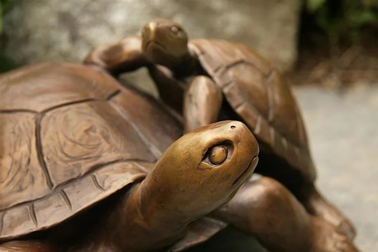 Turtle with Yearling 6 web.jpeg