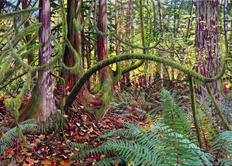 Arching Cedars web.jpeg