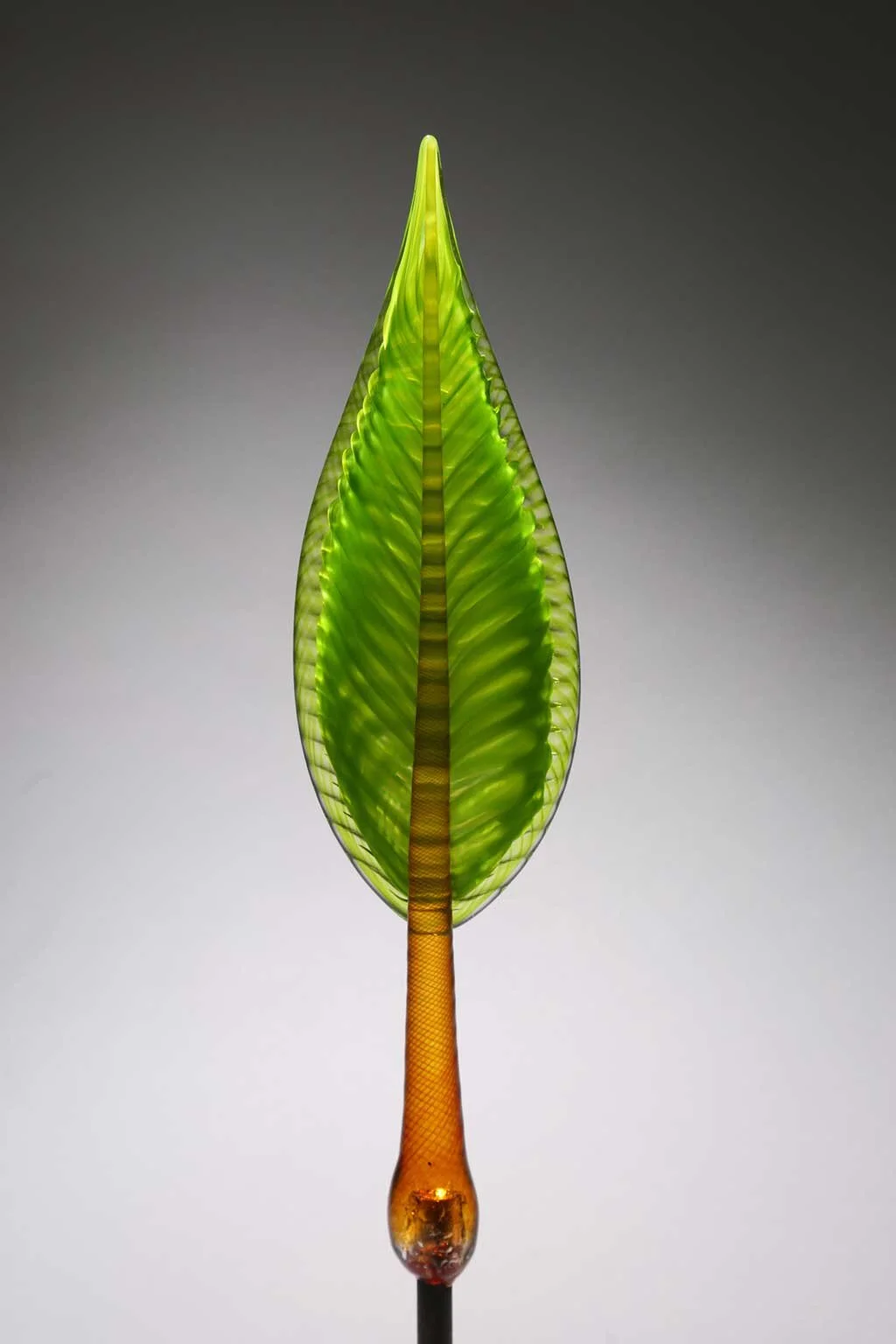 Citron Feathered.jpeg