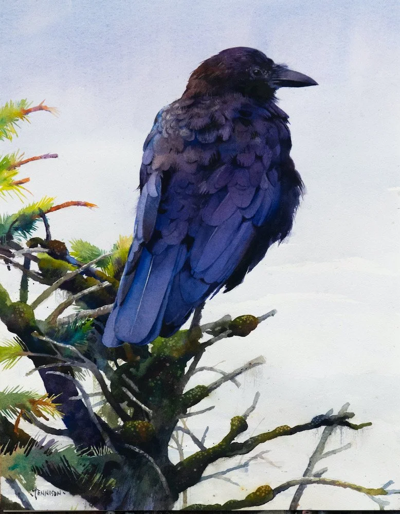 Coastal Crow web.jpeg