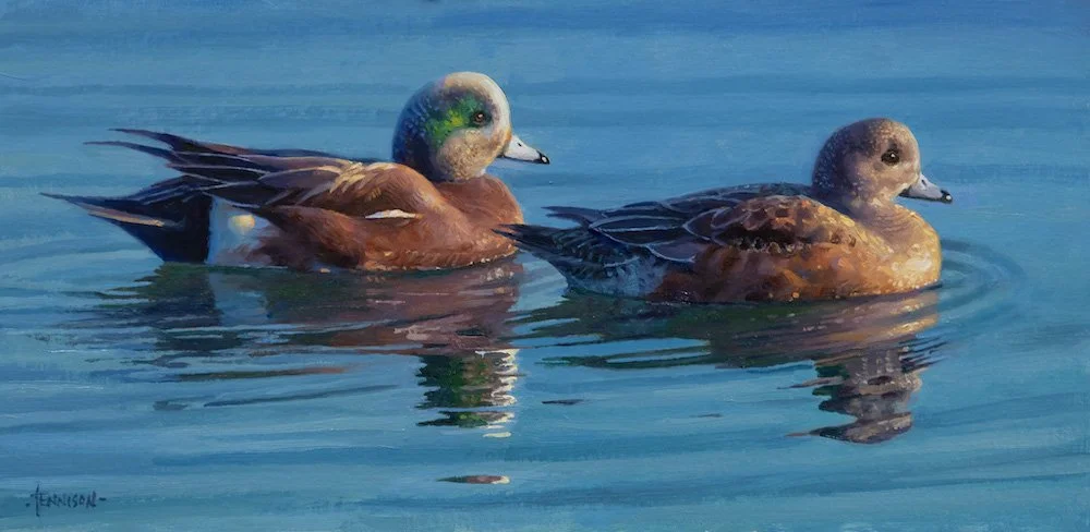 American Wigeons web.jpeg